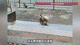 客人带了只被绑的灰鹅到饭店，店里两只白鹅围着不走拼命叫，店主夫妇一合计：买了，不杀了
