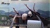 为何动物园就是不养“平头哥”看完不笑算我输