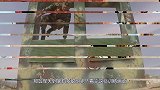 军犬到底有多聪明？看看这些训练画面，让人大开眼界！