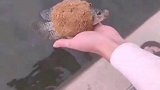 放生的时候能不能走点心