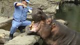 河马的牙齿太脏了，给它刷一刷