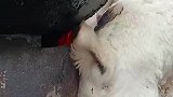 小羊在火炉边取暖，把自己都烧焦了