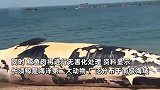 海南一搁浅死亡长须鲸已转移至博物馆，体长11.8米重达12吨：将制成鲸鱼骨骼标本