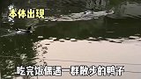 吃完饭偶遇一群鸭子