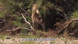 狮子在暗处“蹲”羚羊，一只小羚羊突然走过来，对视一秒后尴尬了