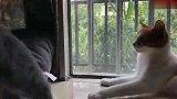 猫猫之间的友谊，怎么说翻脸就翻脸了呢