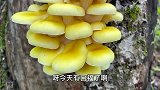野生榆黄蘑长出来了，像一座宝塔真漂亮，拿回去煲汤特别鲜美！