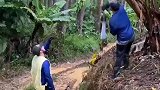外国男子为了一串香蕉，居然把树直接砍了，这不是本末倒置吗