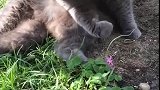 猫：这花儿不错，还挺香的！