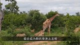 犀牛泡澡被三头狮子围攻，扑向犀牛，却被犀牛一直追着跑！