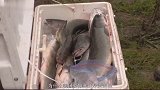 美国再遭外来物种入侵，14个州受难，这种鱼没水没氧气也能活