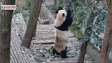 熊猫园丁：这活儿站着累不说，修理下来的树枝还要求给吃完，难呐