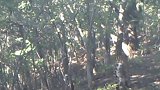 山西霍州市霍山自然保护区发现金钱豹踪迹山西金钱豹