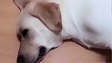 赛文怀孕了，主人说：生的孩子像老四一样笨，结果赛文生气了，逗