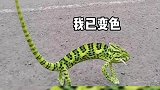 人间趣事我知道，这只壁虎上课都没有好好上课
