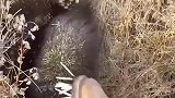 这刺猬的攻击力，母老虎来了都得让它三分