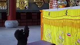 小狗拜佛，有模有样