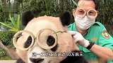 上万韩国人竞聘和大熊猫相关岗位：我不要工资，只要能看一眼福宝