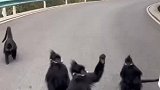 这猴子向游客讨要零食还会举手