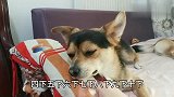 主人一直刮狗狗的鼻子,猜猜多少下会生气好搞笑！