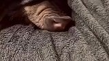 猪根本不用看,闻就行