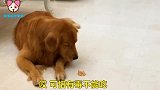 金毛被比熊栽赃陷害，一块有毒的肉肉，真是冤枉了金毛