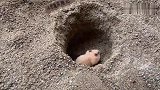 小仓鼠历险记，主人把小仓鼠丢进沙坑里，小仓鼠能爬出沙坑吗？