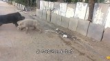 国外出现一头长着人脸的猪，当真相揭开时，网友们坐不住