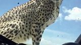 猎豹爬进汽车后座游客吓呆秒变雕像