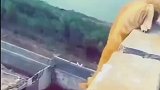 猫咪下楼不走寻常路，直接从外墙跳了下去
