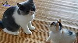 新来小流浪猫混熟了，抢起玩具毫不胆怯，与原住喵的互动很暖心