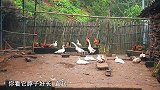 桃子姐和包立春去探望干妈，做一桌硬菜招待，一家人吃得津津有味