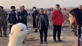 女子野外与小羊驼对视挑衅，终被羊羔吐一脸口水，还被骂黑毛怪！