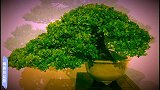 赏心悦目的极品老桩盆景，每盆都经过匠心独运创作修剪，美轮美奂