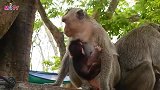 小猴子寻找爱的源泉
