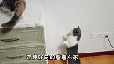 猫咪见到漂亮小母猫，激动得干吧嗒嘴说不出话，表情太逗！