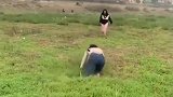 早就听说农村女人胆子大，沼泽地看到这一幕，拿生命开玩笑吗