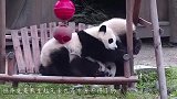 大熊猫拿孔雀羽毛剔牙，跟奶妈嘚瑟，奶妈：你把它咋地啦？