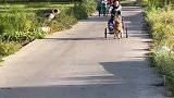 男子自制狗拉车，没想到刚上路就不受控制