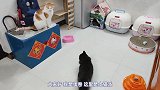 两只猫咪相处方式如同两姐弟，弟弟太淘气姐姐打不过