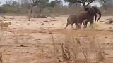 大象攻击狮子，罕见的战斗