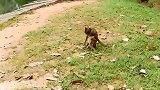 猴宝们的打斗昏天黑地