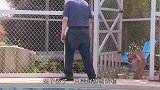 养只狮子当宠物是什么体验？要不是亲眼所见，都不敢想象