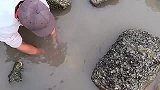 5斤鳗鱼仔的水坑成了海货的避风港，抽干后一锅端