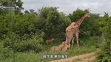 动物：长颈鹿面对狮群毫不畏惧，上来就是踢飞
