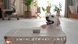 主人吩咐狗狗看着食物，汪星人能忍住不吃吗？结局笑爆了