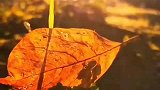 鸭蛋-Allen的视频