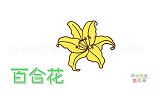 植物简笔画大全，画黄色百合花花朵简笔画