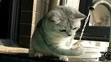 自从养了猫咪，家里水费交不起了，看完别笑！