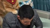 男主人想骗金毛的饺子吃，于是忽悠金毛转身，结果被金毛报复